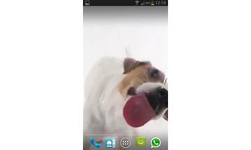 Dog Licks Screen LWP Free for Android - Download the APK from Habererciyes